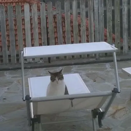 Elfo Degli Ulivi Noli