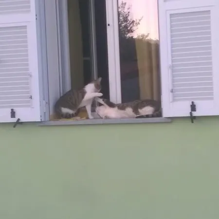 Elfo Degli Ulivi נולי