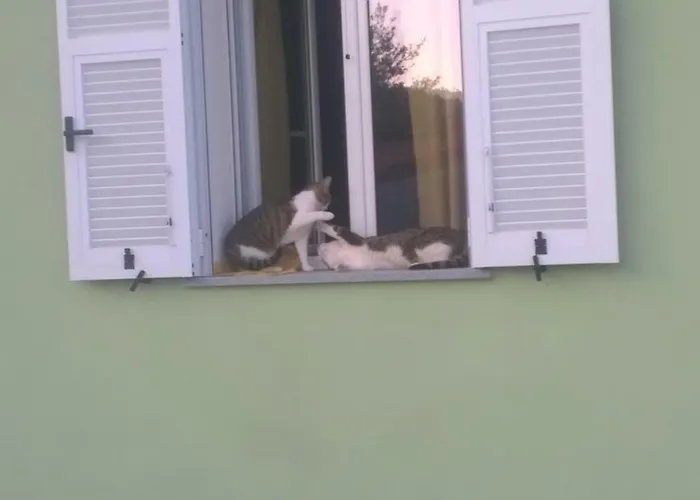 Elfo Degli Ulivi Noli