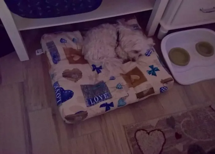 Elfo Degli Ulivi Bed & Breakfast Noli