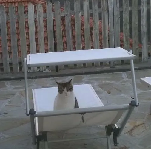 Elfo Degli Ulivi Noli